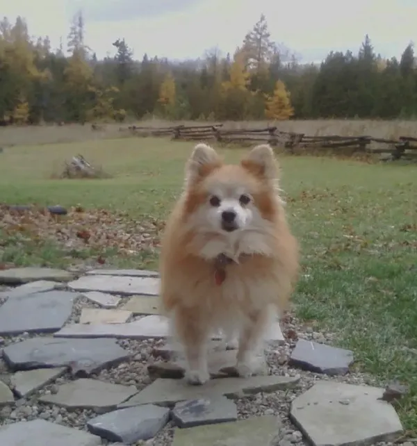 Murray's Autumn picture 2009